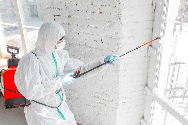 Why You Should Choose Our Mold Remediation Services in Talty, TX